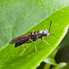 Hermetia illucens at Kambah, ACT - 29 Nov 2020 03:21 AM