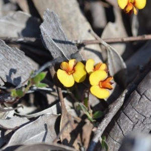 Bossiaea buxifolia at Wamboin, NSW - 30 Sep 2020