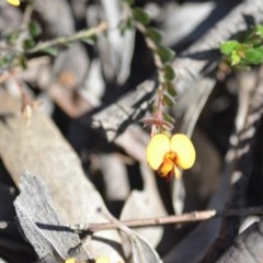 Bossiaea buxifolia at Wamboin, NSW - 30 Sep 2020