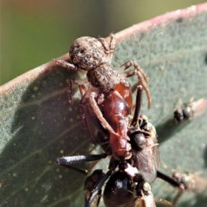 Cymbacha sp (genus) at Holt, ACT - 19 Nov 2020