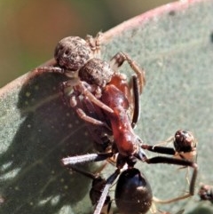 Cymbacha sp (genus) at Holt, ACT - 19 Nov 2020