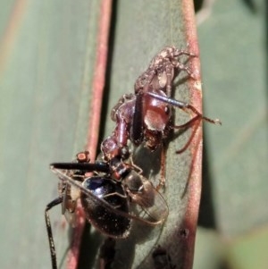 Cymbacha sp (genus) at Holt, ACT - 19 Nov 2020