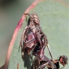 Cymbacha sp (genus) at Holt, ACT - 19 Nov 2020