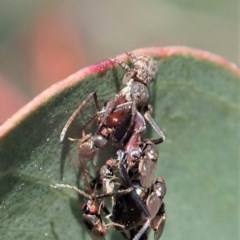 Cymbacha sp (genus) at Holt, ACT - 19 Nov 2020