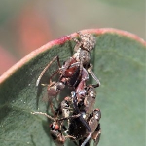 Cymbacha sp (genus) at Holt, ACT - 19 Nov 2020