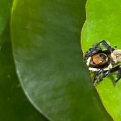 Maratus griseus at Kambah, ACT - 29 Nov 2020