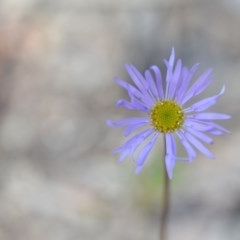 Brachyscome spathulata (Coarse Daisy, Spoon-leaved Daisy) at Wamboin, NSW - 30 Sep 2020 by natureguy