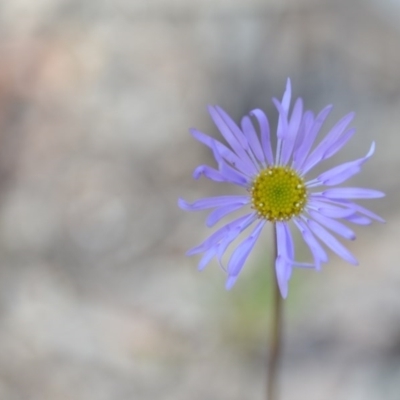 Brachyscome spathulata (Coarse Daisy, Spoon-leaved Daisy) at Wamboin, NSW - 30 Sep 2020 by natureguy