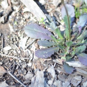 Brachyscome spathulata at Wamboin, NSW - 30 Sep 2020 05:35 AM