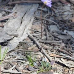 Brachyscome spathulata at Wamboin, NSW - 30 Sep 2020 05:35 AM