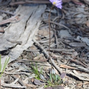 Brachyscome spathulata at Wamboin, NSW - 30 Sep 2020 05:35 AM