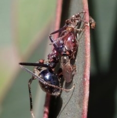 Iridomyrmex purpureus (Meat Ant) at Holt, ACT - 19 Nov 2020 by CathB