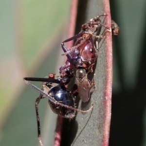 Iridomyrmex purpureus at Holt, ACT - 19 Nov 2020