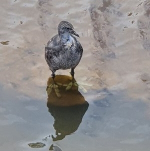 Fulica atra at Franklin, ACT - 29 Nov 2020