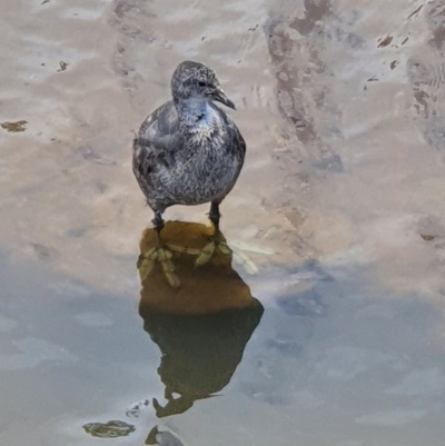 Fulica atra (Eurasian Coot) at Franklin, ACT - 28 Nov 2020 by jmcleod