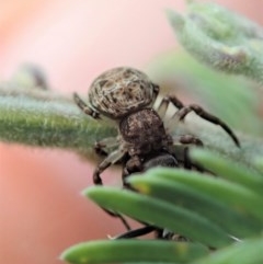 Cymbacha sp (genus) (A crab spider) at Holt, ACT - 18 Nov 2020 by CathB