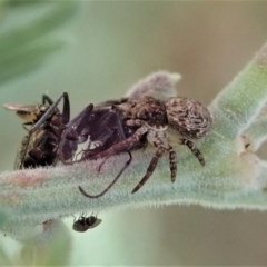 Cymbacha sp (genus) at Holt, ACT - 19 Nov 2020