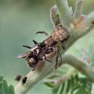 Cymbacha sp (genus) at Holt, ACT - 19 Nov 2020