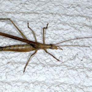 Zaprochilus australis at Ainslie, ACT - 28 Nov 2020