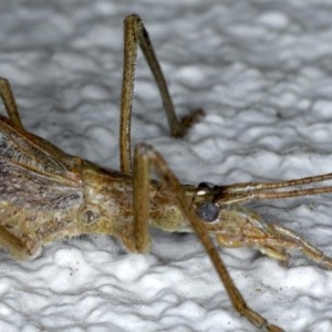 Zaprochilus australis at Ainslie, ACT - 28 Nov 2020