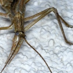 Zaprochilus australis at Ainslie, ACT - 28 Nov 2020