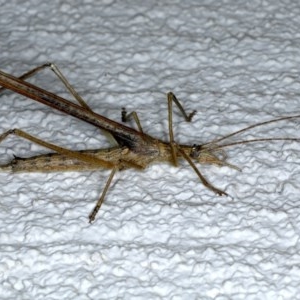 Zaprochilus australis at Ainslie, ACT - 28 Nov 2020