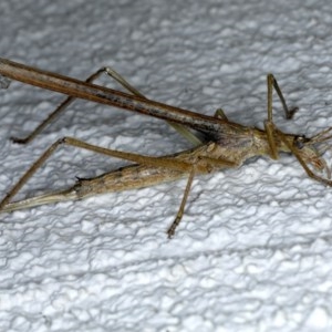 Zaprochilus australis at Ainslie, ACT - 28 Nov 2020