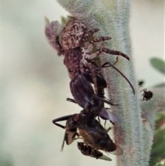 Camponotus aeneopilosus (A Golden-tailed sugar ant) at Aranda Bushland - 18 Nov 2020 by CathB