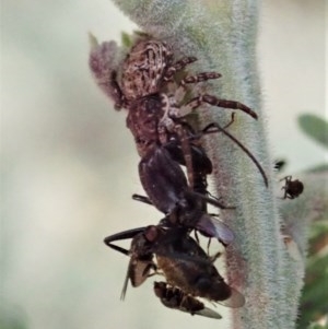 Camponotus aeneopilosus at Holt, ACT - 18 Nov 2020