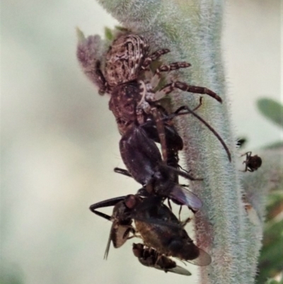 Camponotus aeneopilosus (A Golden-tailed sugar ant) at Holt, ACT - 18 Nov 2020 by CathB