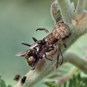 Camponotus aeneopilosus at Holt, ACT - 18 Nov 2020