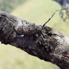 Ancita australis (Longicorn or longhorn beetle) at Holt, ACT - 19 Nov 2020 by CathB