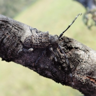 Ancita australis (Longicorn or longhorn beetle) at Aranda Bushland - 18 Nov 2020 by CathB