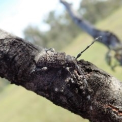 Ancita australis at Holt, ACT - 19 Nov 2020 05:19 AM