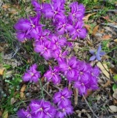 Thysanotus tuberosus subsp. tuberosus (Common Fringe-lily) at Denman Prospect, ACT - 28 Nov 2020 by AaronClausen