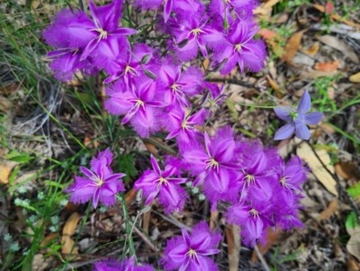 Thysanotus tuberosus subsp. tuberosus (Common Fringe-lily) at Denman Prospect, ACT - 28 Nov 2020 by AaronClausen