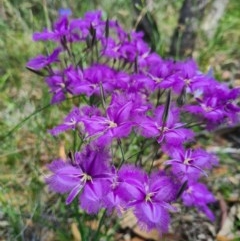 Thysanotus tuberosus subsp. tuberosus at Denman Prospect, ACT - 28 Nov 2020