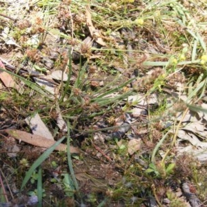 Plantago gaudichaudii at Symonston, ACT - 23 Nov 2020