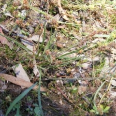 Plantago gaudichaudii at Symonston, ACT - 23 Nov 2020