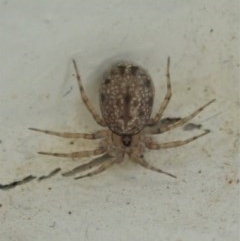 Oecobius sp. (genus) (Wall spider) at Cook, ACT - 20 Nov 2020 by CathB