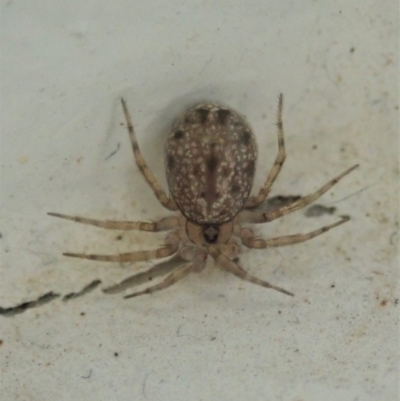 Oecobius sp. (genus) (Midget house spider) at Cook, ACT - 20 Nov 2020 by CathB