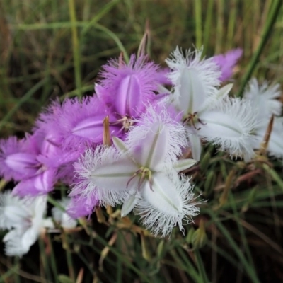 Thysanotus tuberosus subsp. tuberosus (Common Fringe-lily) at Cook, ACT - 28 Nov 2020 by CathB