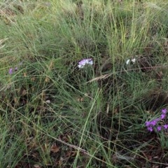 Thysanotus tuberosus subsp. tuberosus at Cook, ACT - 28 Nov 2020 07:54 PM