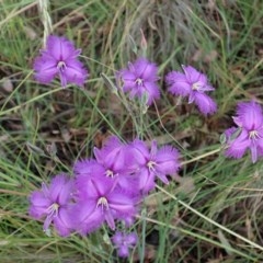 Thysanotus tuberosus subsp. tuberosus at Cook, ACT - 28 Nov 2020 07:54 PM