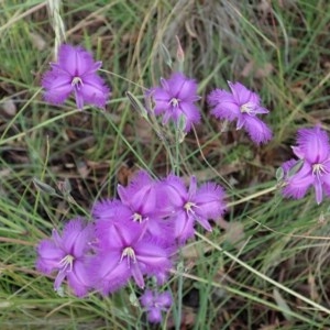 Thysanotus tuberosus subsp. tuberosus at Cook, ACT - 28 Nov 2020 07:54 PM