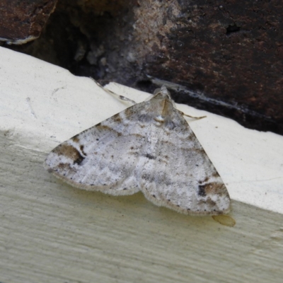 Syneora hemeropa (Ring-tipped Bark Moth) at Kambah, ACT - 27 Nov 2020 by MatthewFrawley