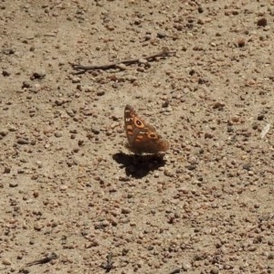 Junonia villida at Mount Clear, ACT - 26 Nov 2020