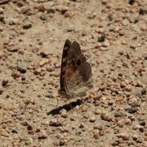 Junonia villida at Mount Clear, ACT - 26 Nov 2020