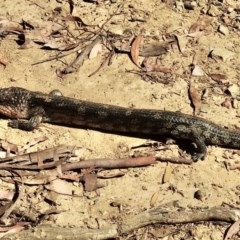 Tiliqua nigrolutea (Blotched Blue-tongue) at Namadgi National Park - 25 Nov 2020 by KMcCue