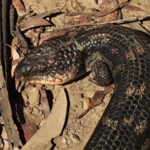 Tiliqua nigrolutea at Mount Clear, ACT - 25 Nov 2020 10:00 PM